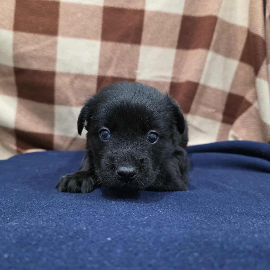 Dragon, Adoptable, Puppy Male Mixed Breed.