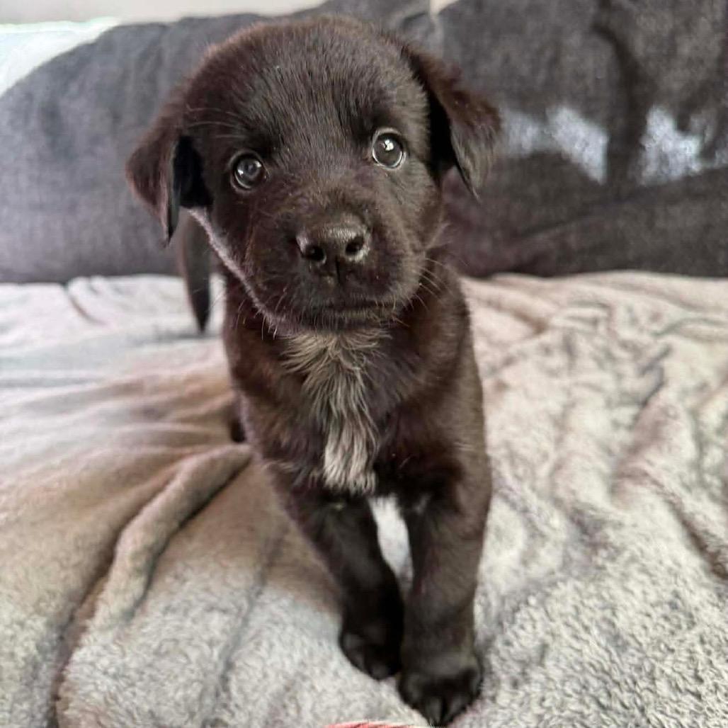 Dragon, a Adoptable Mixed Breed in Jackson, MO image 2/3