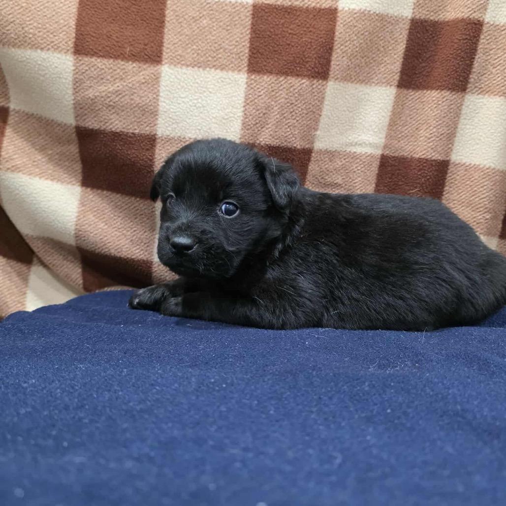 Dragon, a Adoptable Mixed Breed in Jackson, MO image 3/3