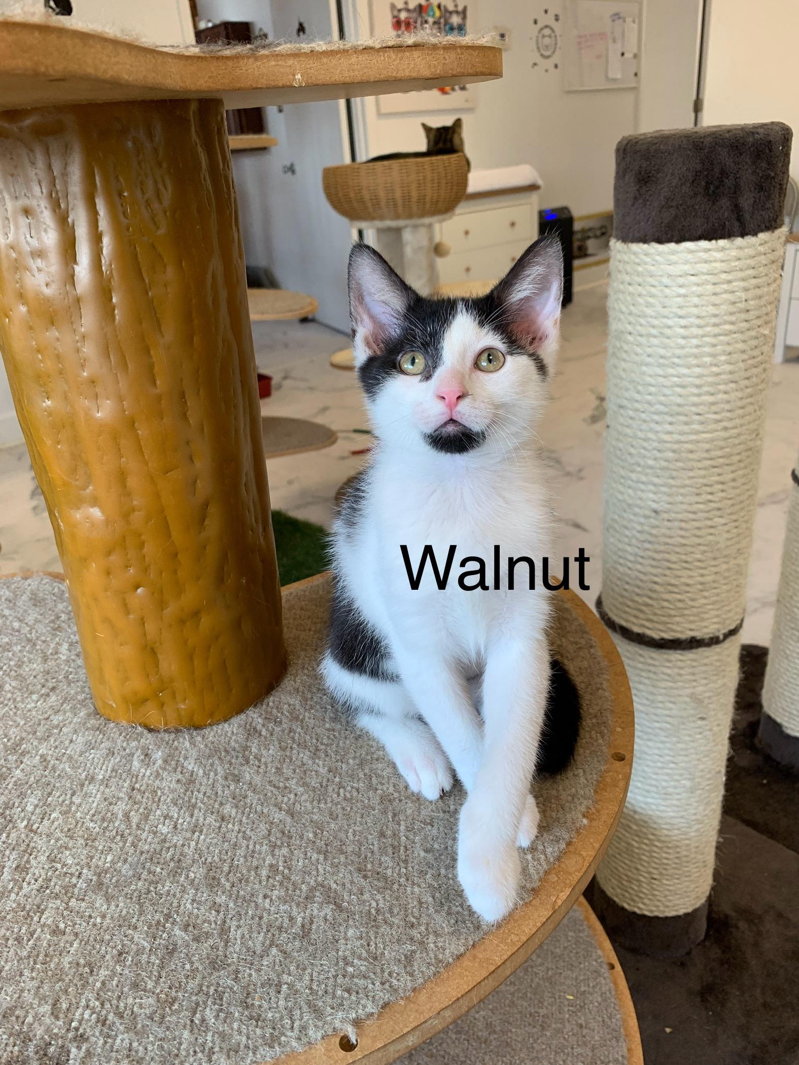 Walnut, a ADOPTABLE Domestic Short Hair in Saint Charles, MO image 2/2
