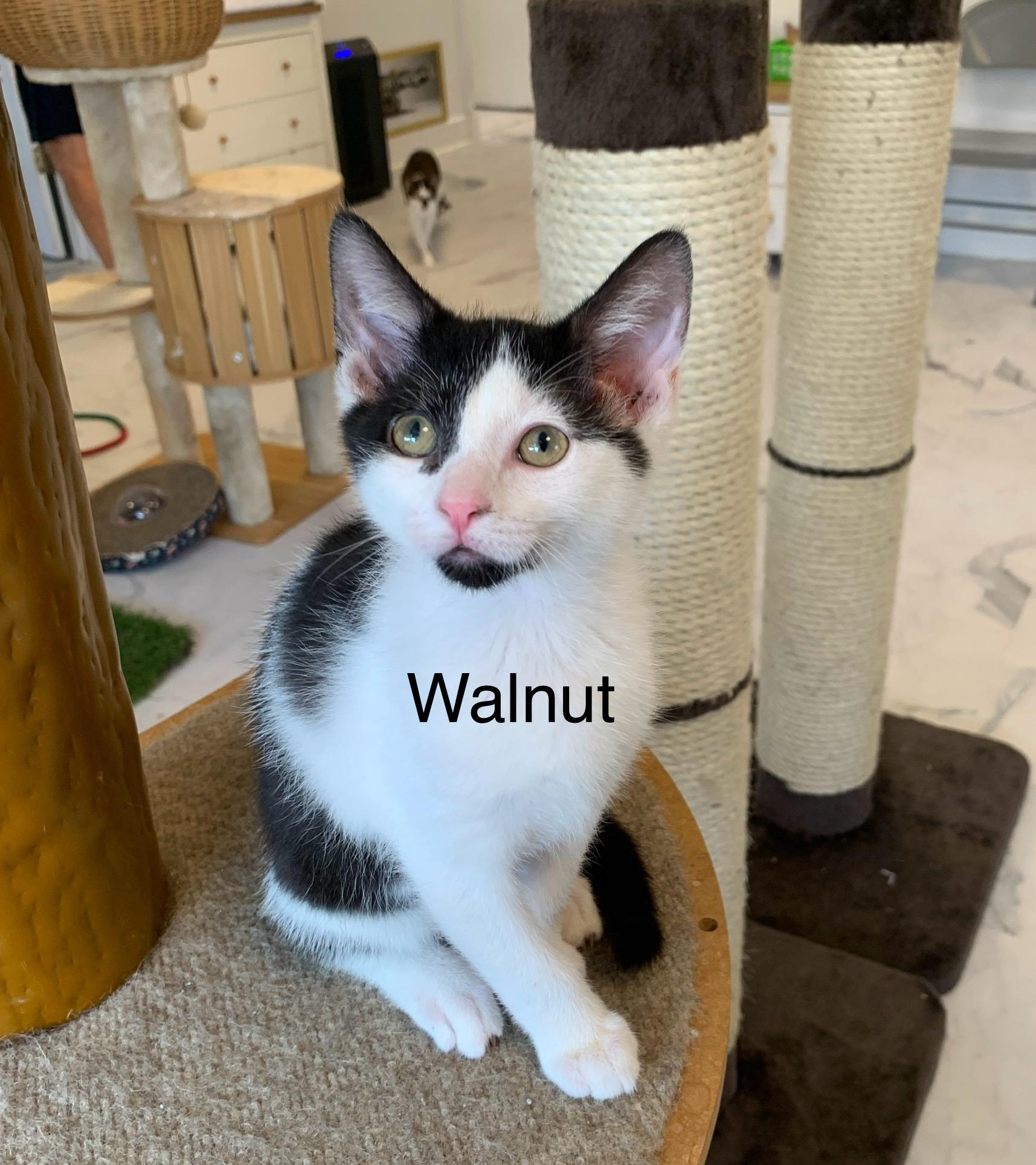 Walnut, ADOPTABLE, Kitten Male Domestic Short Hair.