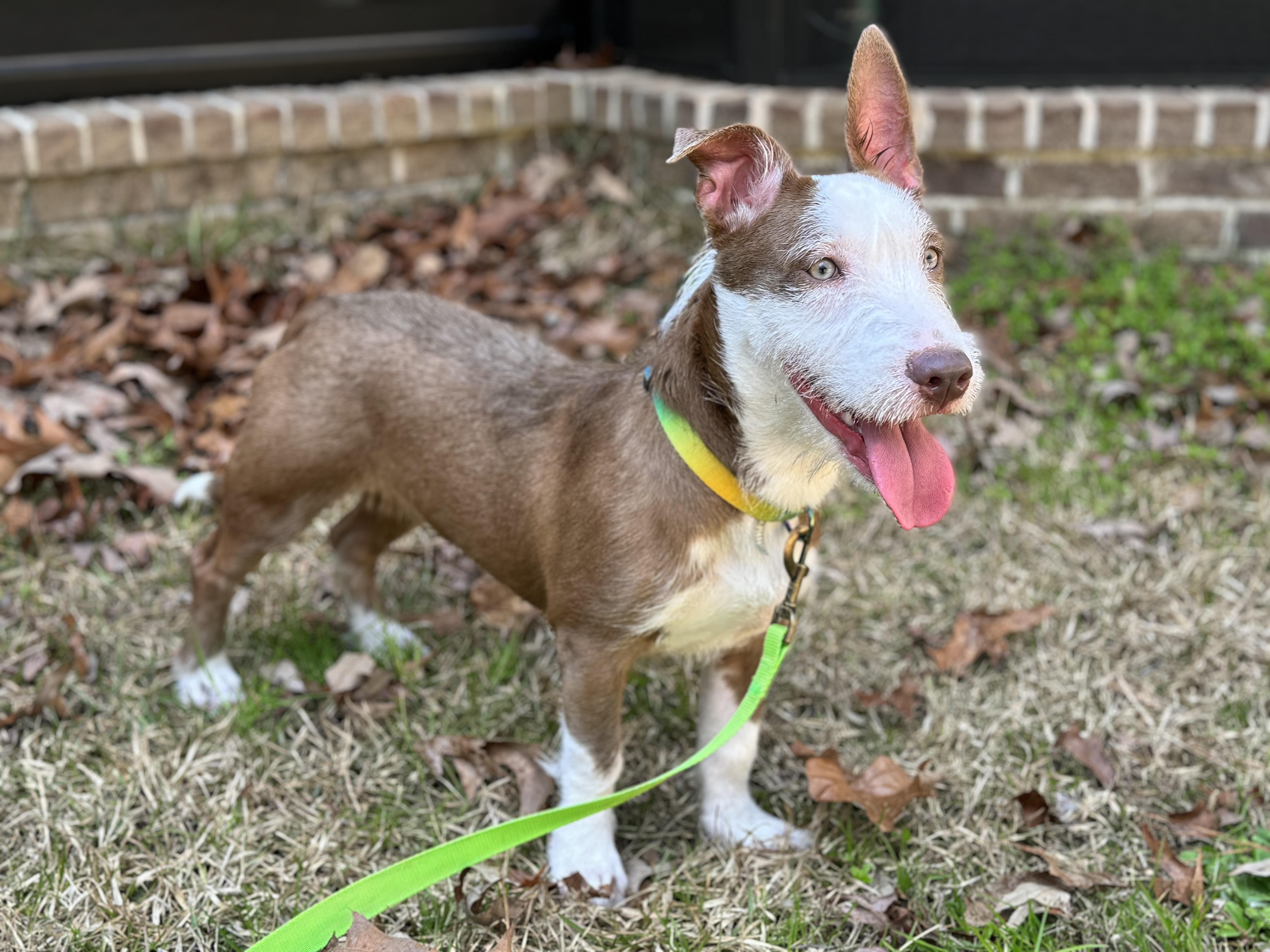 Enlarge Benny, a ADOPTABLE mixed breed in Greenville, SC image 4/4
