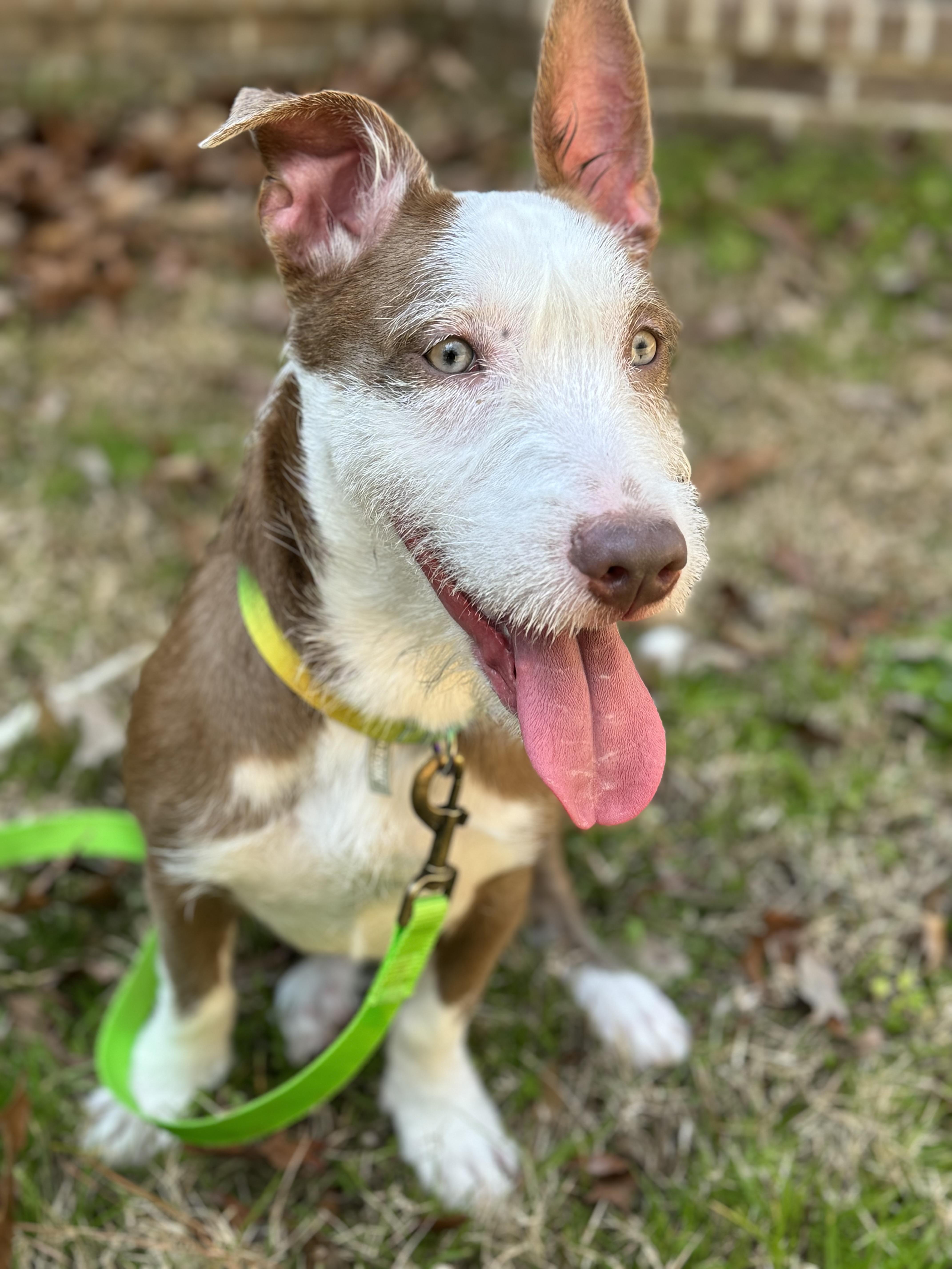 Enlarge Benny, a ADOPTABLE mixed breed in Greenville, SC image 1/4