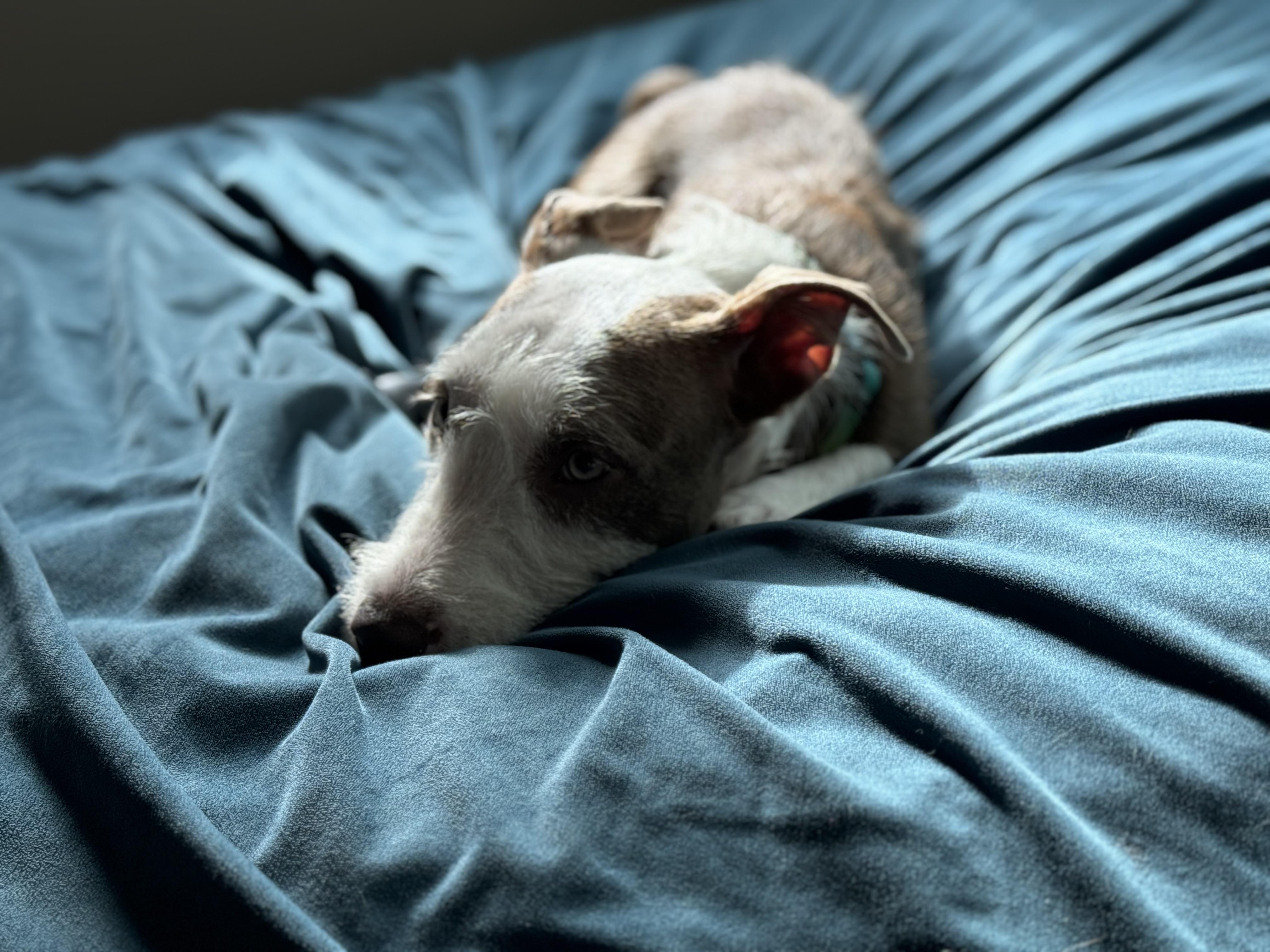 Enlarge Benny, a ADOPTABLE mixed breed in Greenville, SC image 3/4