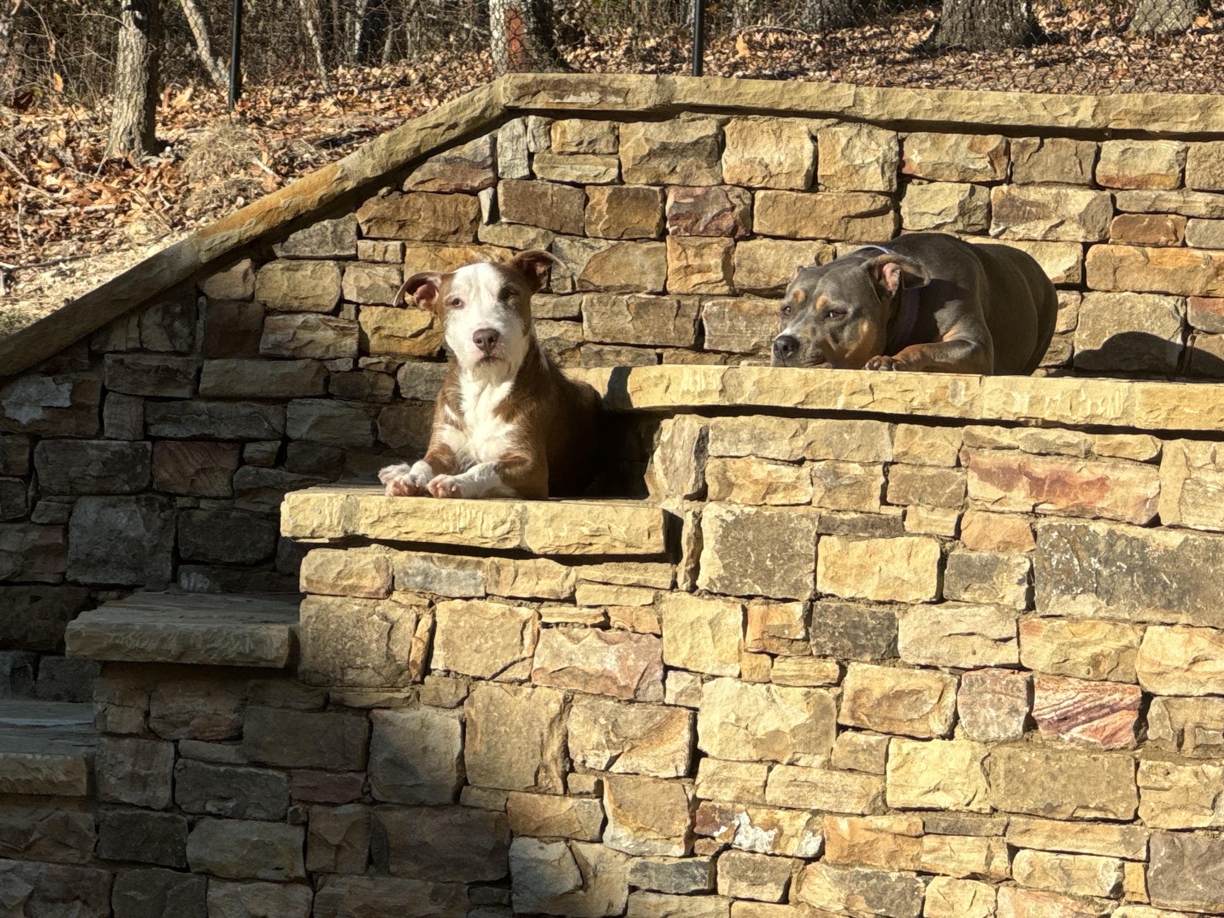 Enlarge Benny, a ADOPTABLE mixed breed in Greenville, SC image 2/4