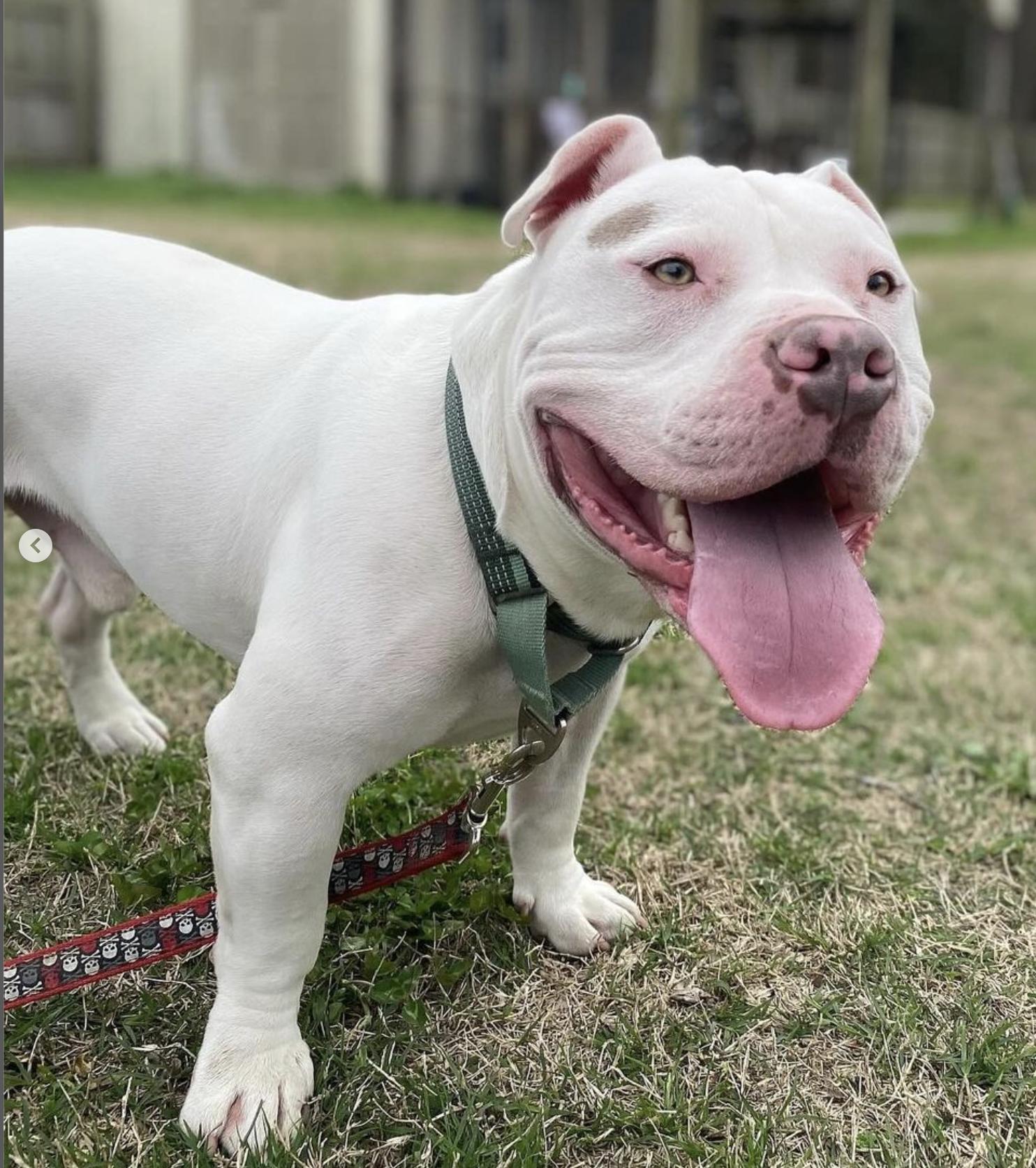 Enlarge Zeus, a Adoptable mixed breed in Suffolk, VA image 5/6