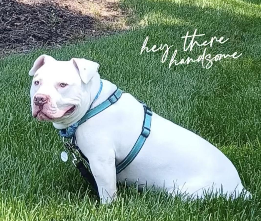 Enlarge Zeus, a Adoptable mixed breed in Suffolk, VA image 4/6