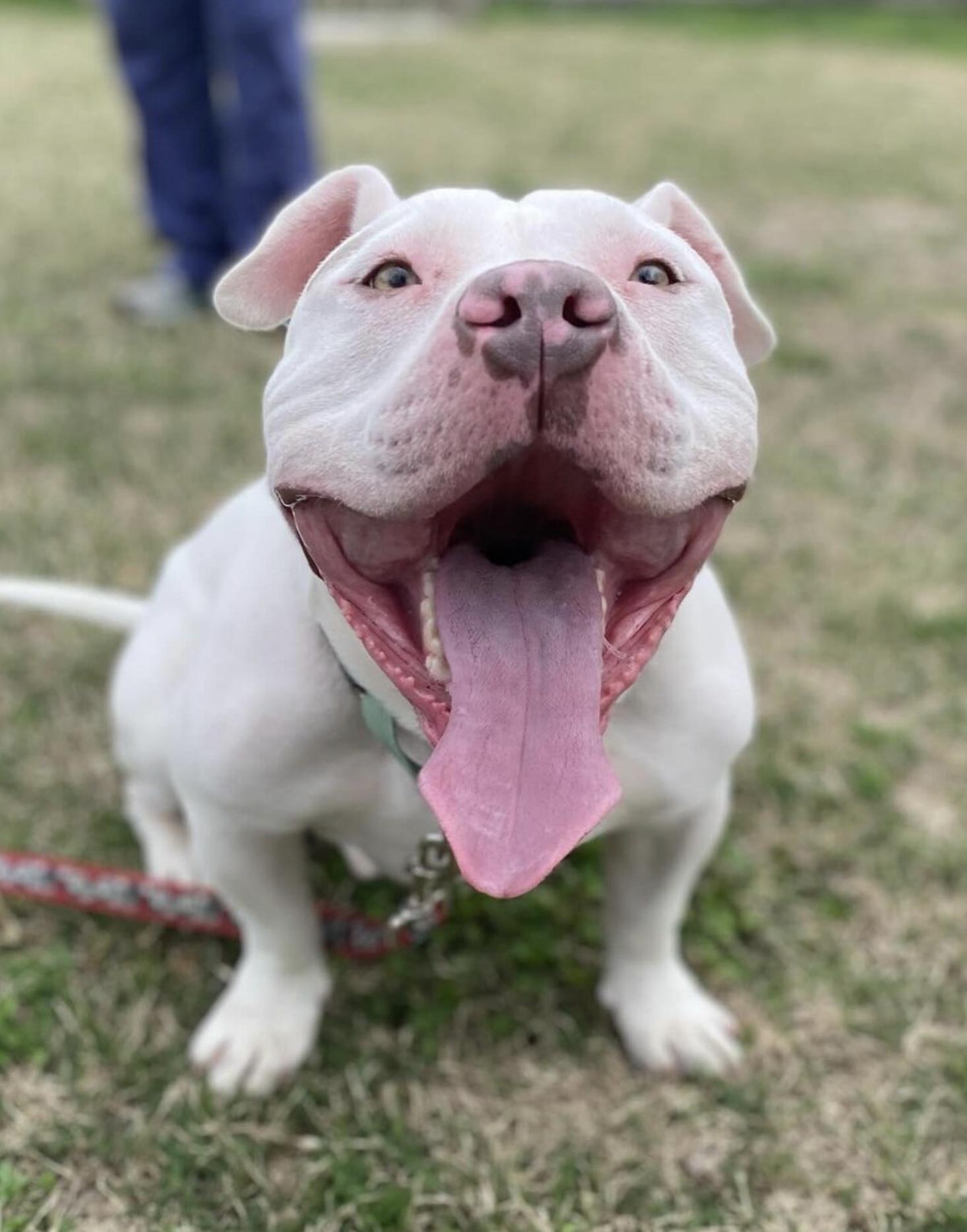 Enlarge Zeus, a Adoptable mixed breed in Suffolk, VA image 2/6