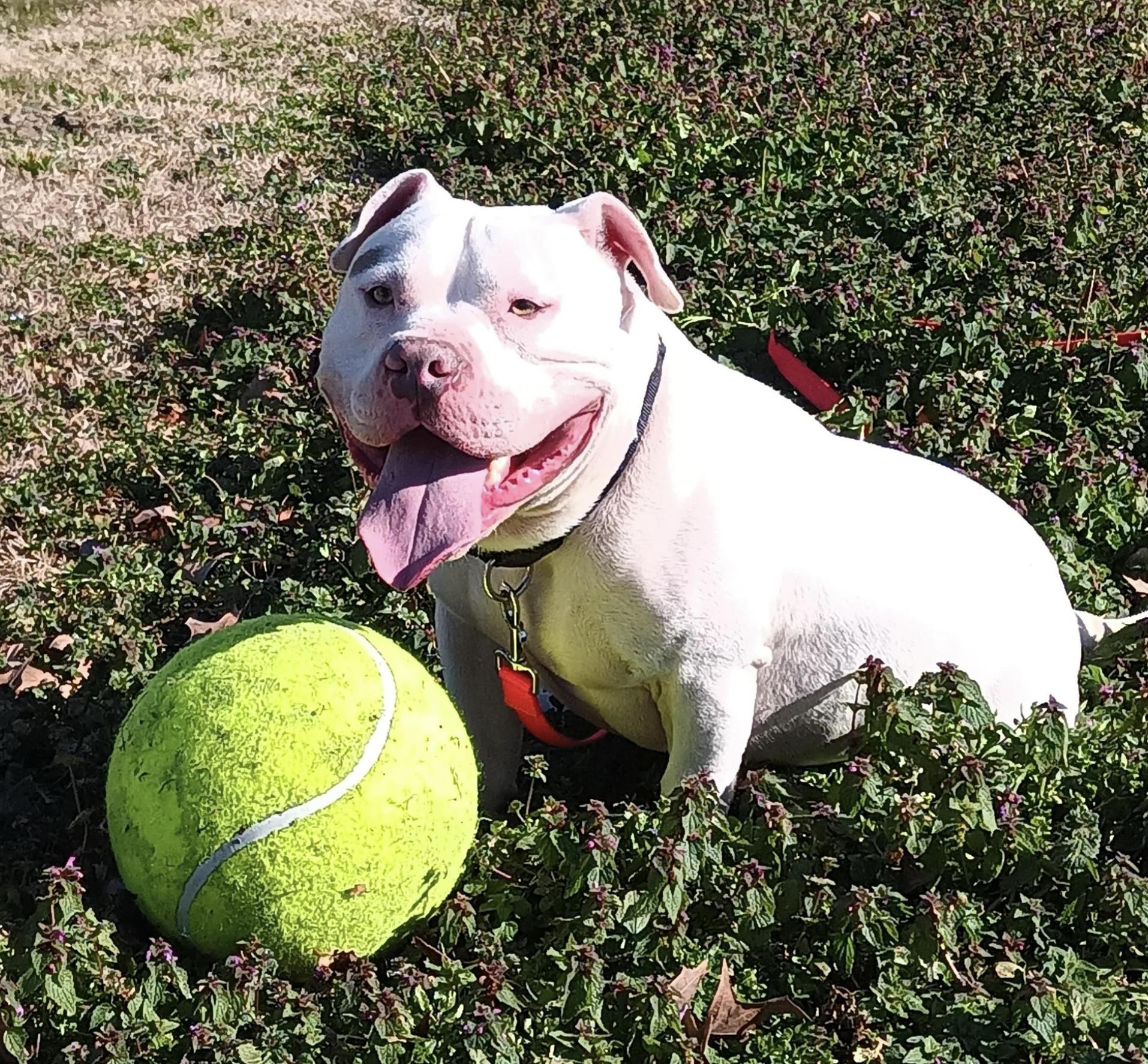 Enlarge Zeus, a Adoptable mixed breed in Suffolk, VA image 3/6