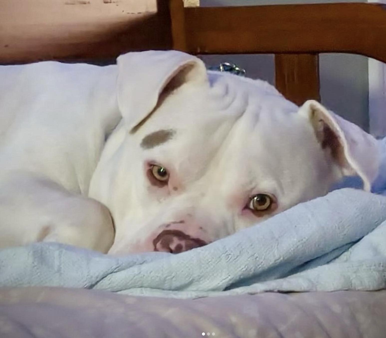 Enlarge Zeus, a Adoptable mixed breed in Suffolk, VA image 6/6