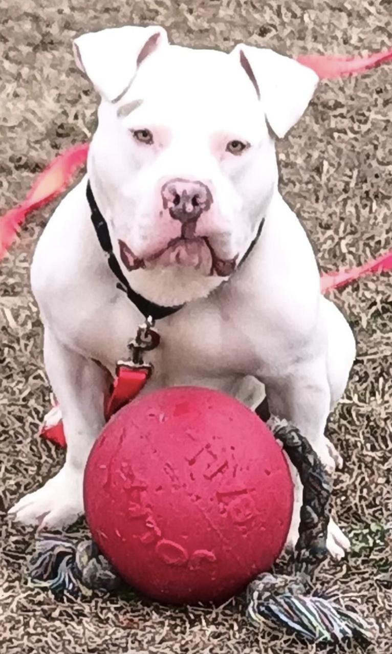 Enlarge Zeus, a Adoptable mixed breed in Suffolk, VA image 1/6