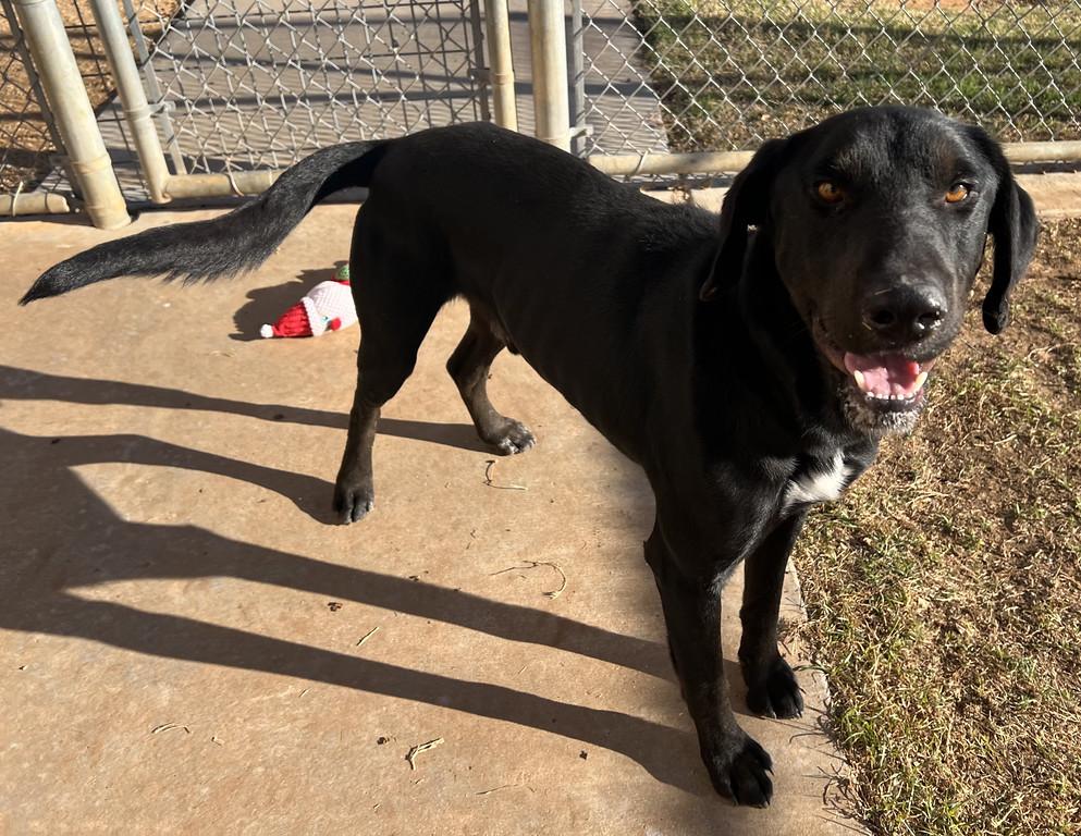 Enlarge Snickers, a ADOPTABLE mixed breed in Granbury, TX image 2/4