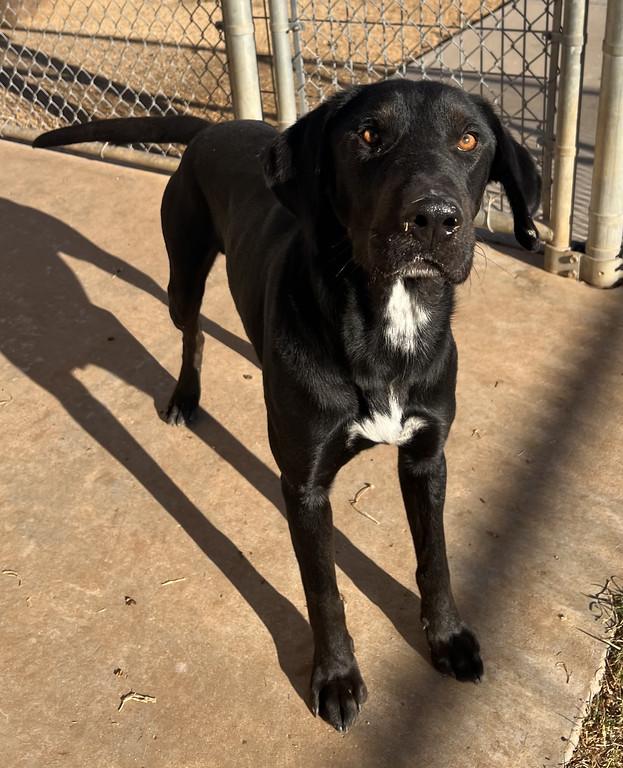 Enlarge Snickers, a ADOPTABLE mixed breed in Granbury, TX image 3/4