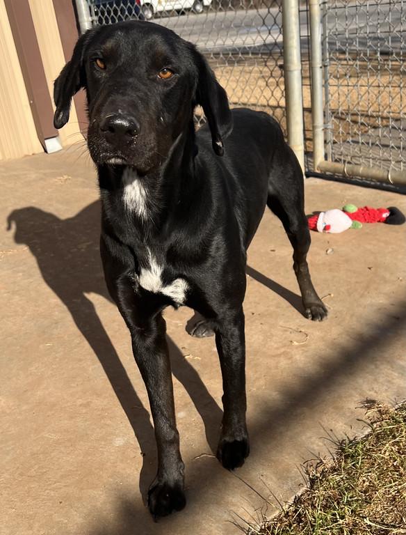 Enlarge Snickers, a ADOPTABLE mixed breed in Granbury, TX image 1/4
