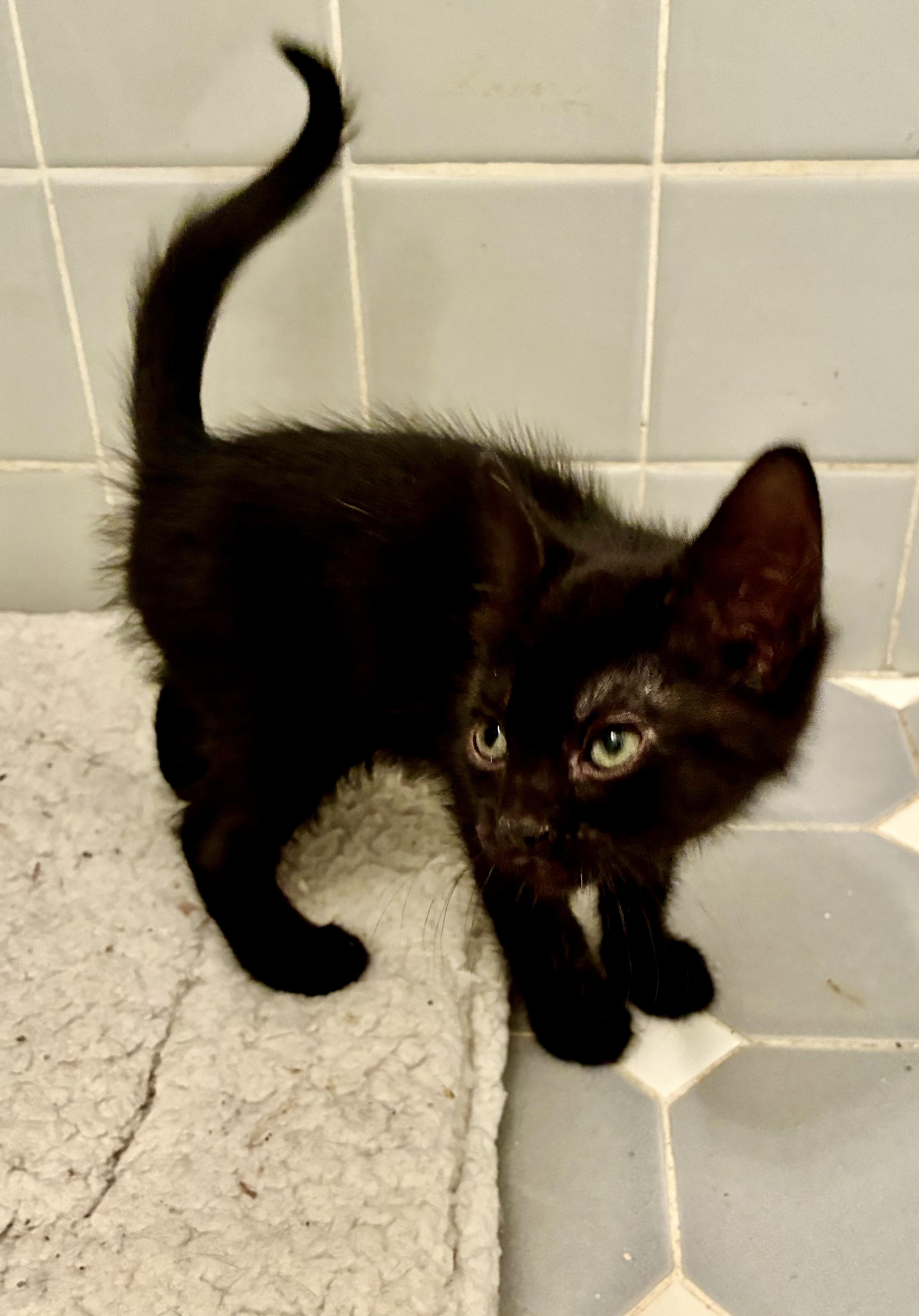 Rima, an adopted Domestic Short Hair in River Edge, NJ image 2/4