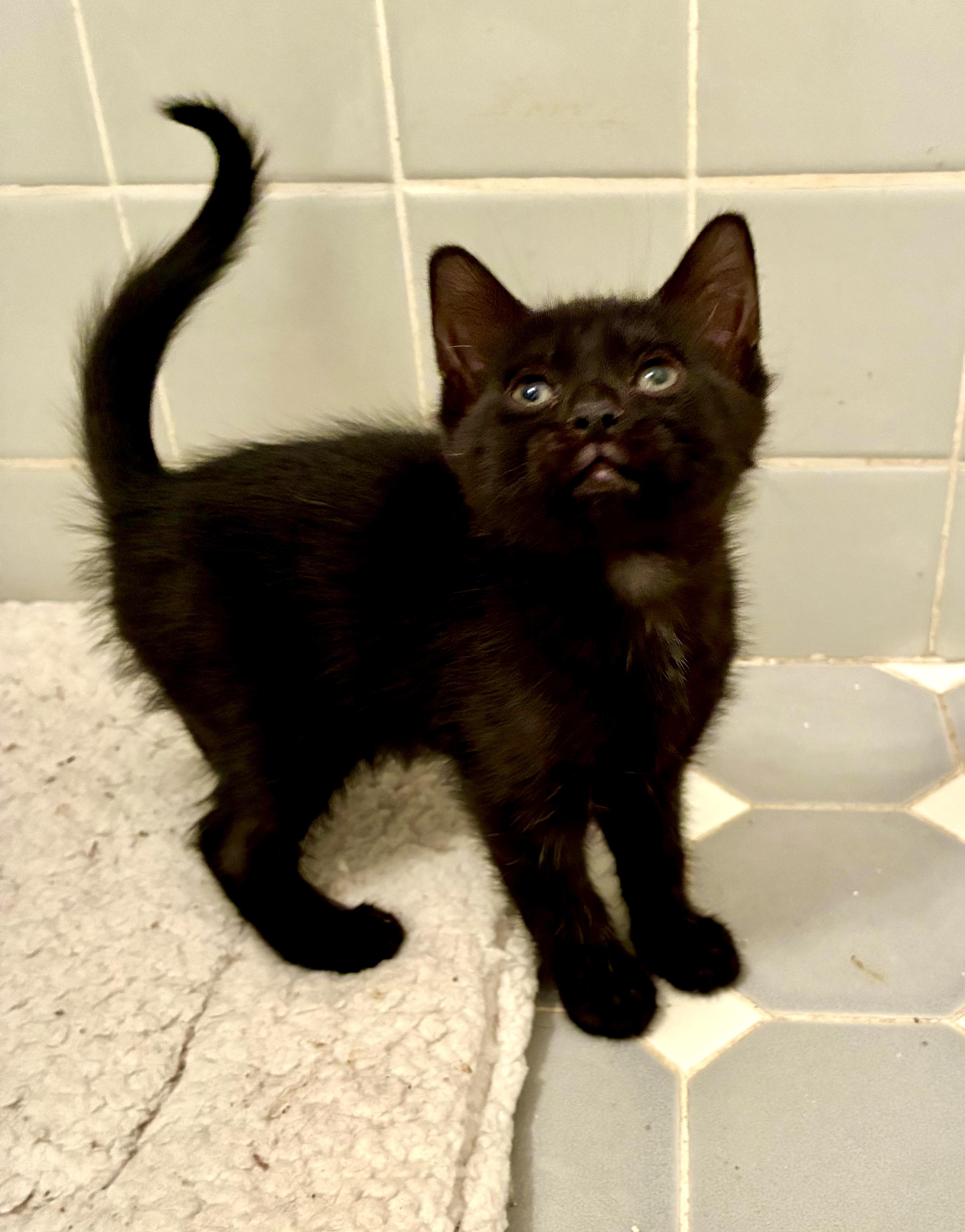 Rima, an adopted Domestic Short Hair in River Edge, NJ image 3/4