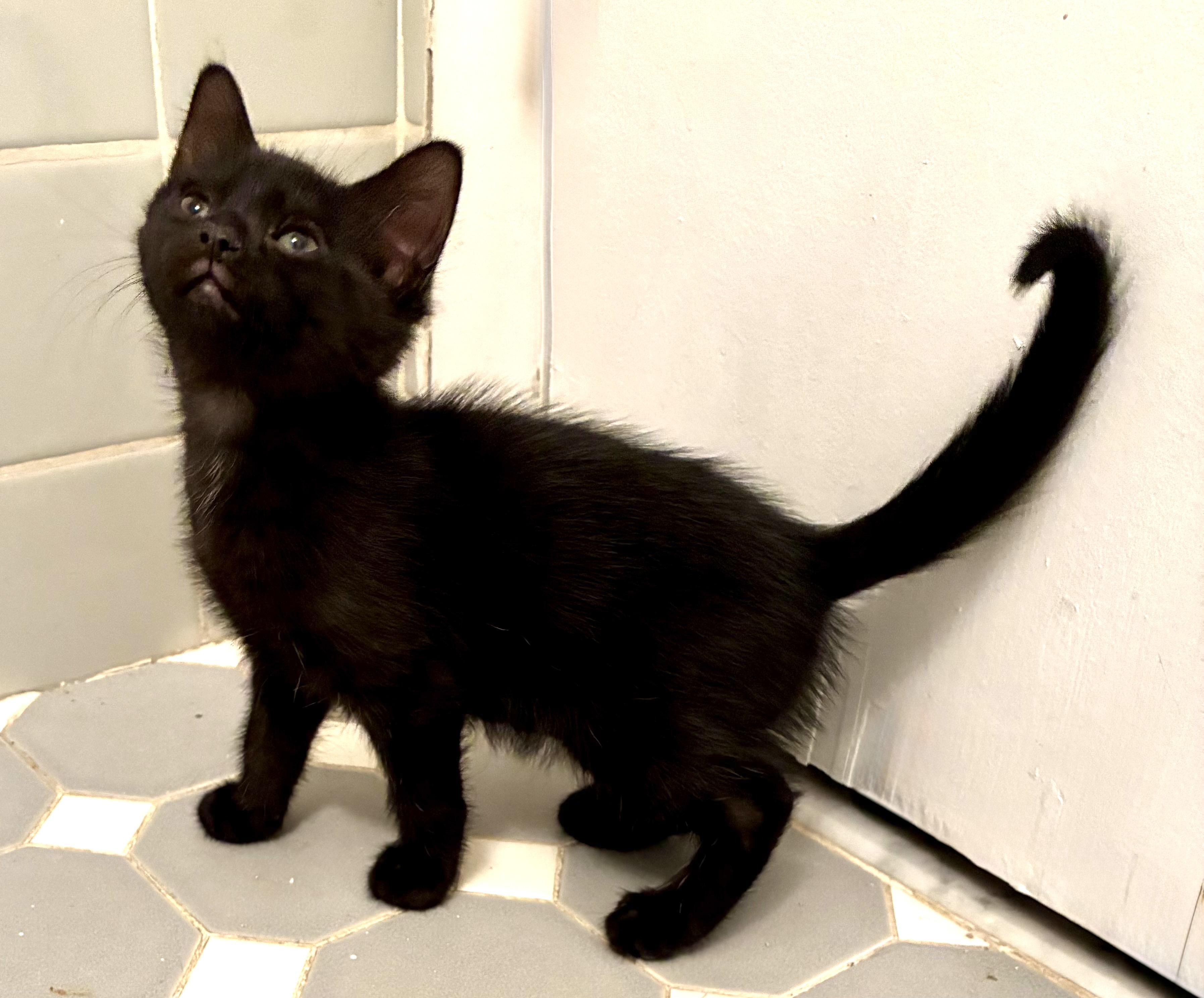 Rima, an adopted Domestic Short Hair in River Edge, NJ image 4/4