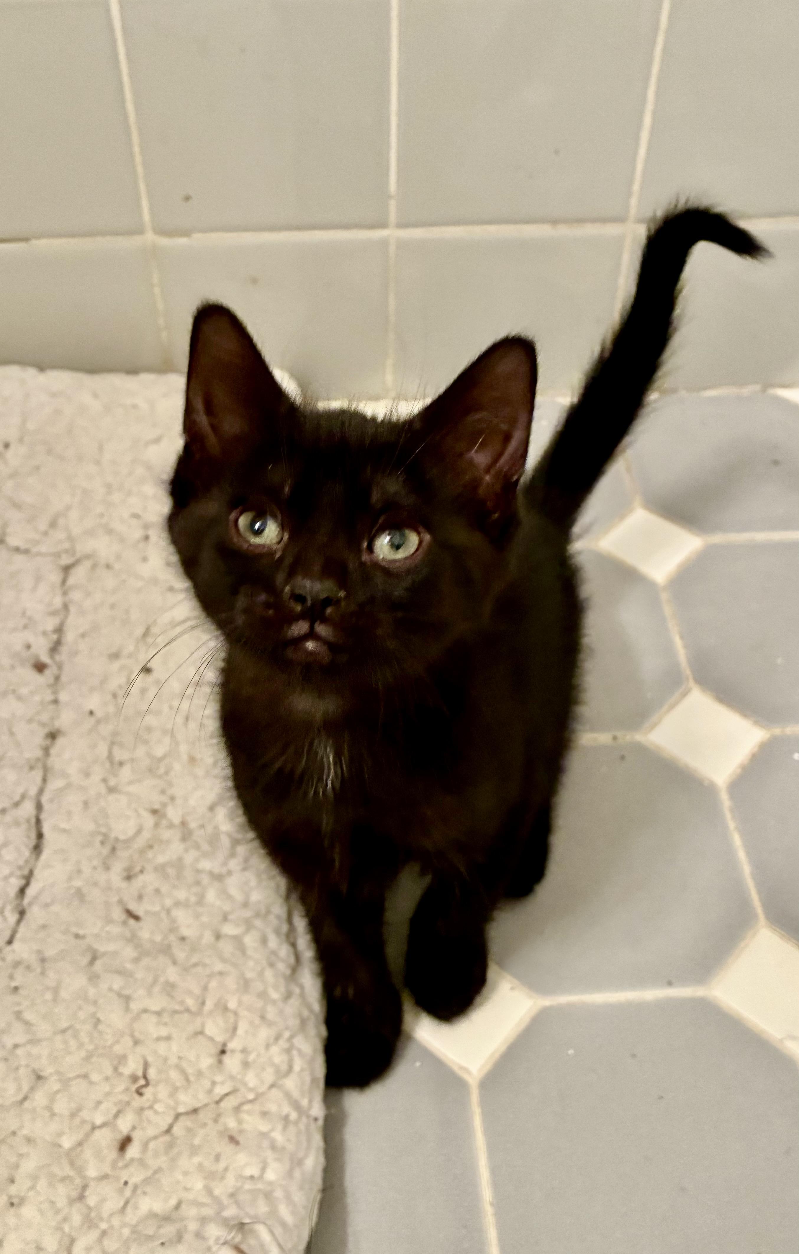 Rima, an adopted Domestic Short Hair in River Edge, NJ image 1/4