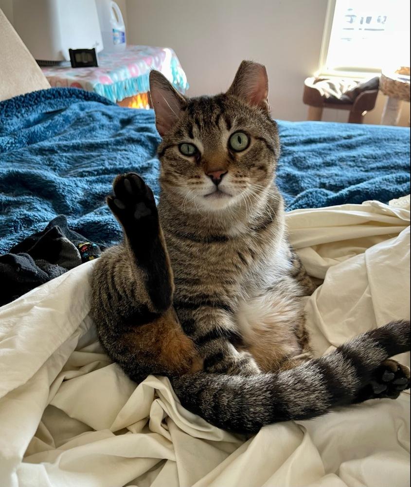 Enlarge Timothy, a Adoptable Tabby in Willingboro, NJ image 1/3