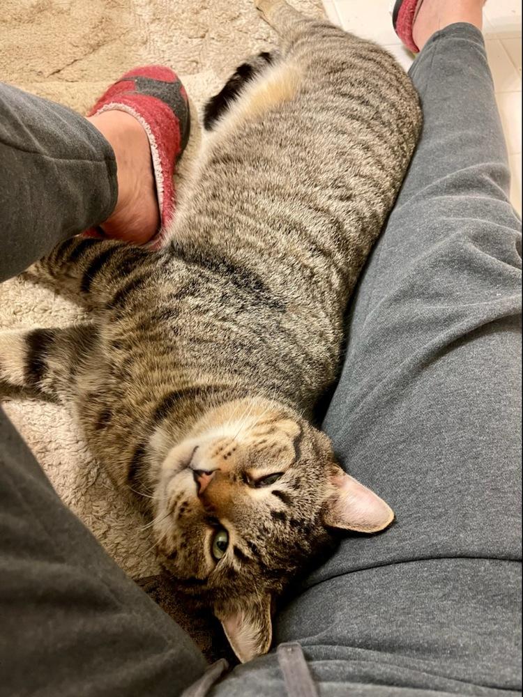 Enlarge Timothy, a Adoptable Tabby in Willingboro, NJ image 2/3