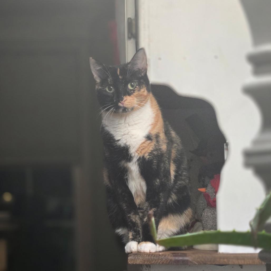 Enlarge Ariel, a Adoptable Domestic Short Hair in Valdosta , GA image 1/4