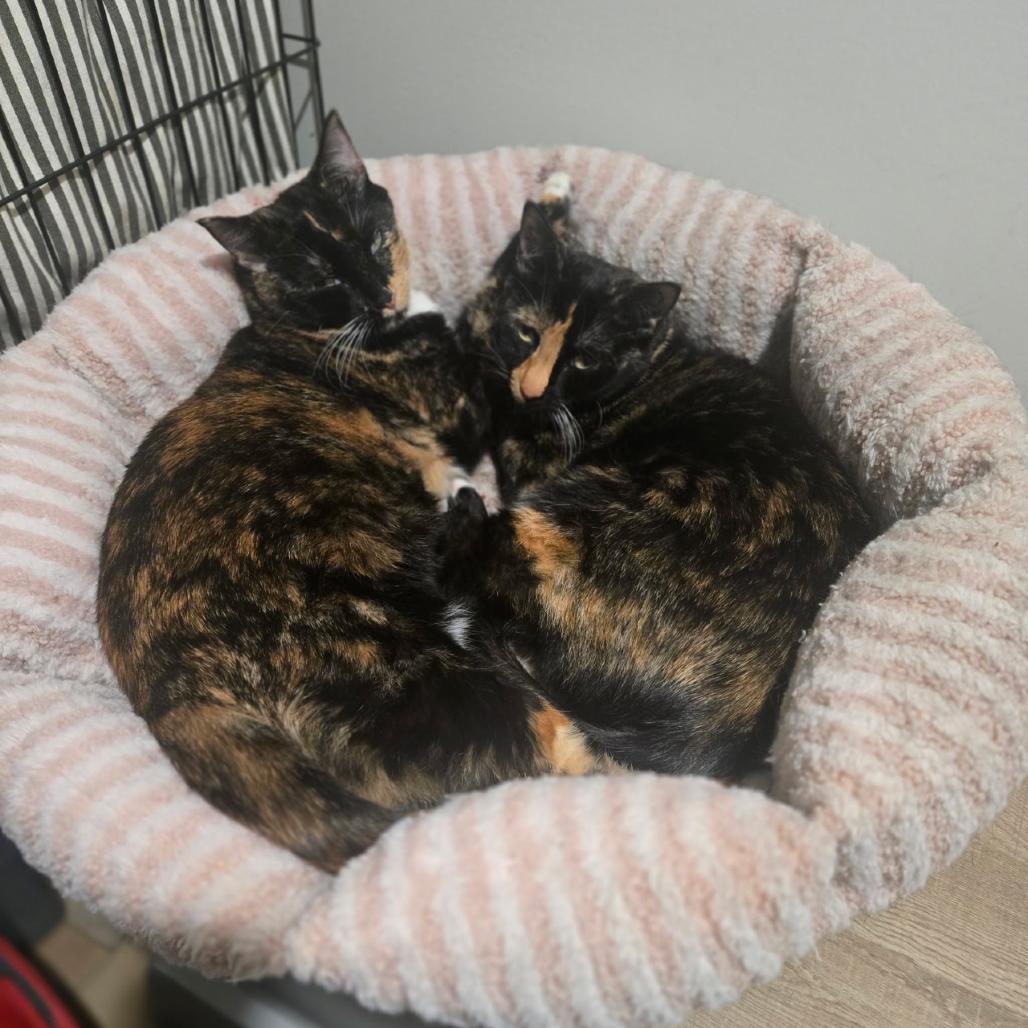 Enlarge Ariel, a Adoptable Domestic Short Hair in Valdosta , GA image 2/4