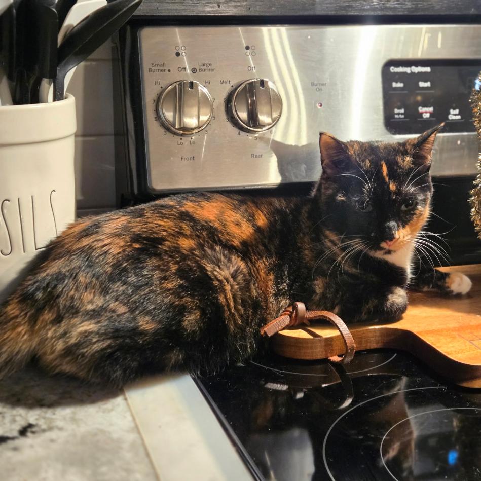 Enlarge Ariel, a Adoptable Domestic Short Hair in Valdosta , GA image 3/4