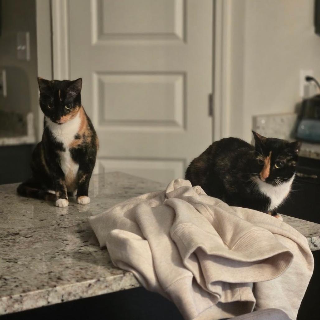 Enlarge Ariel, a Adoptable Domestic Short Hair in Valdosta , GA image 4/4