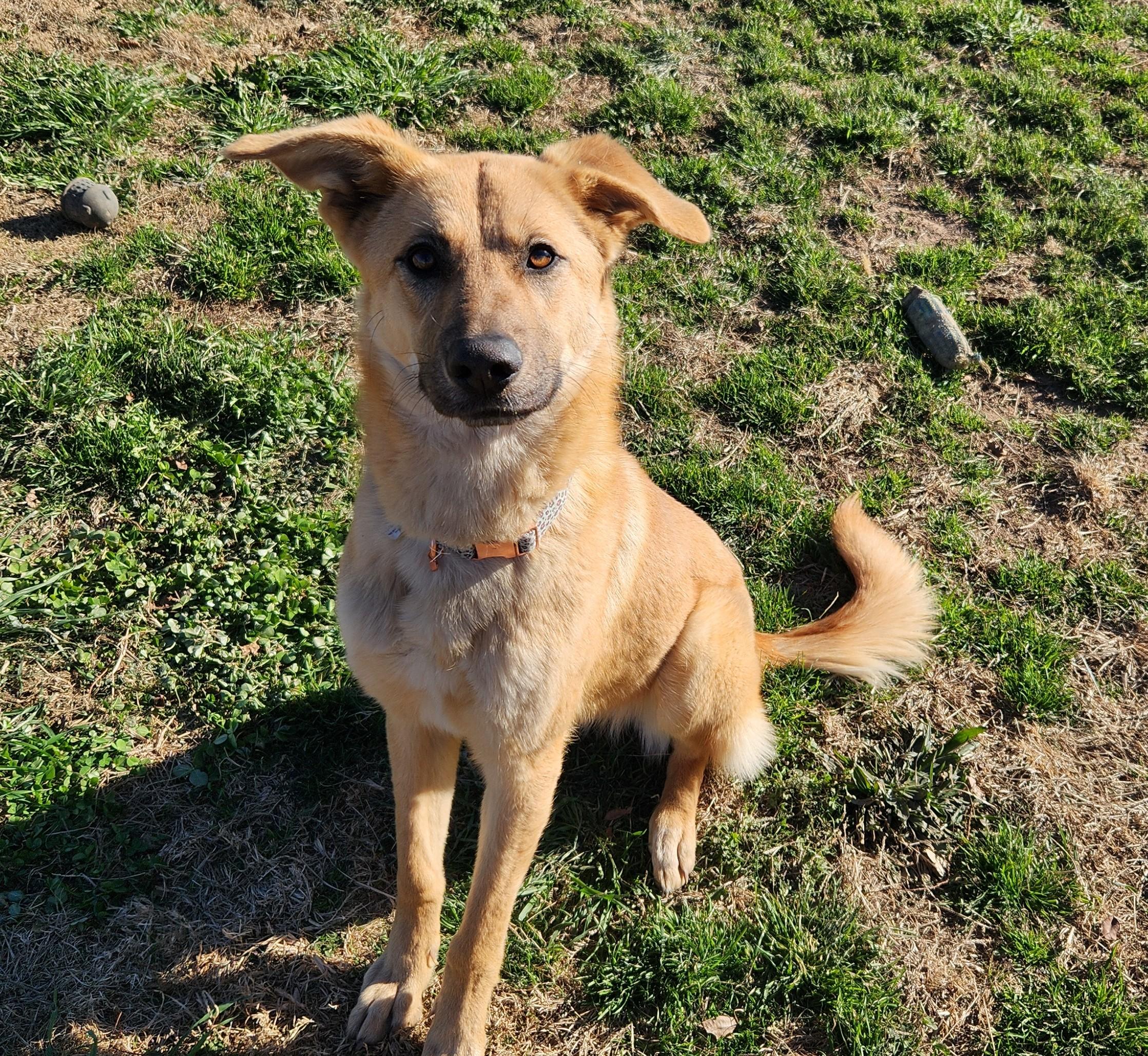 Honey, ADOPTABLE, Young Female Shepherd.