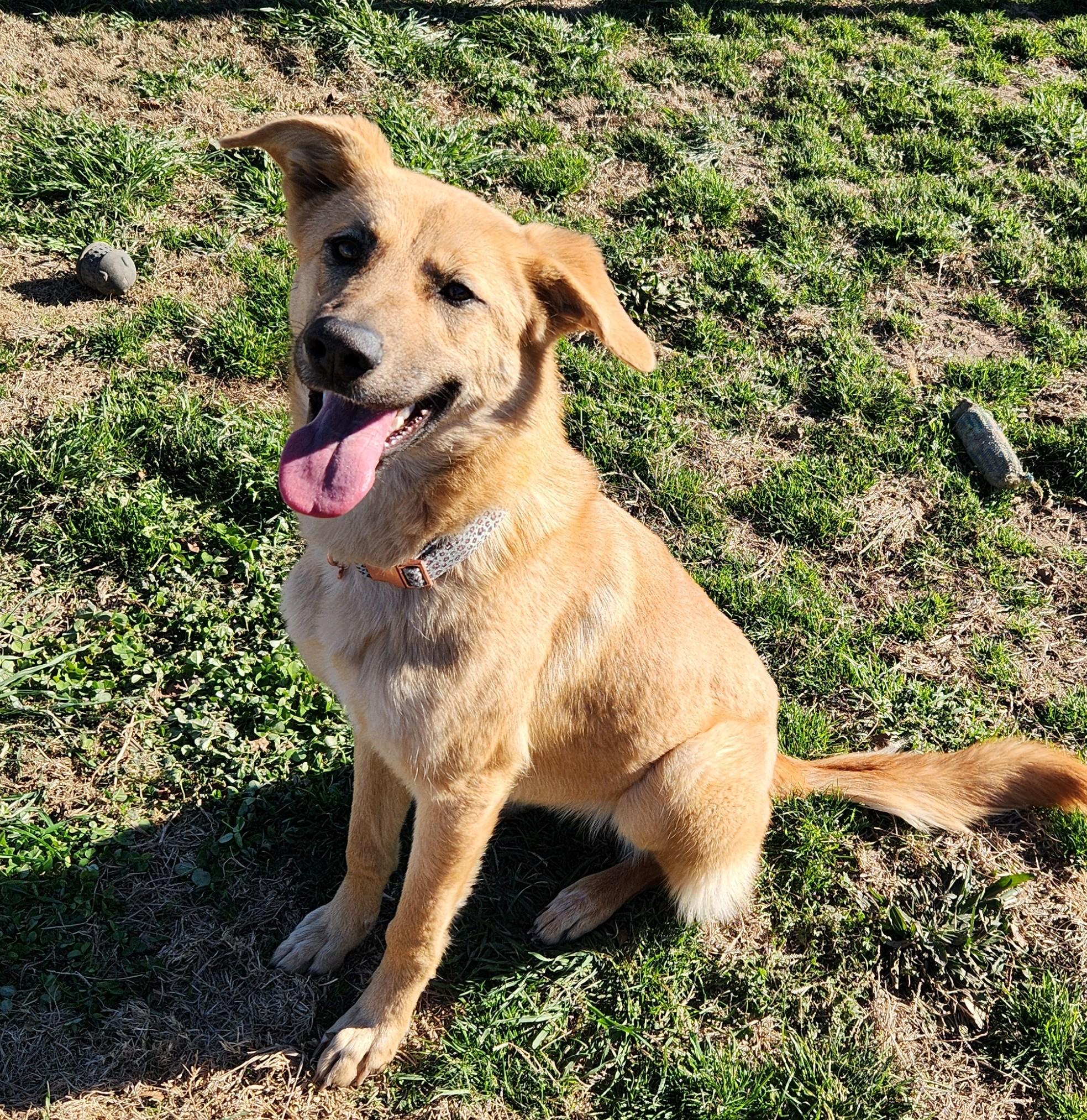 Enlarge Honey, a ADOPTABLE mixed breed in Siloam Springs, AR image 2/3