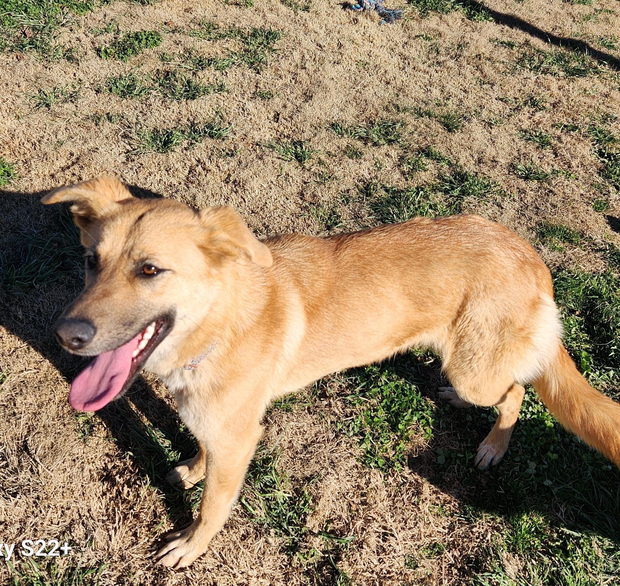 Enlarge Honey, a ADOPTABLE mixed breed in Siloam Springs, AR image 3/3