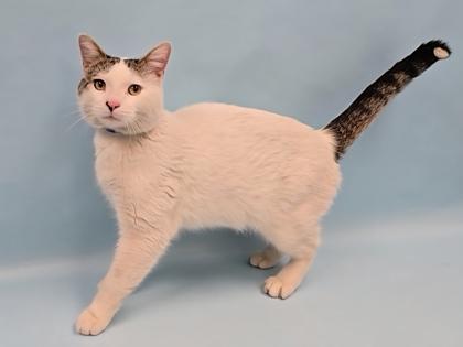 Enlarge Max, a Adoptable Domestic Short Hair in Coon Rapids, MN image 1/1
