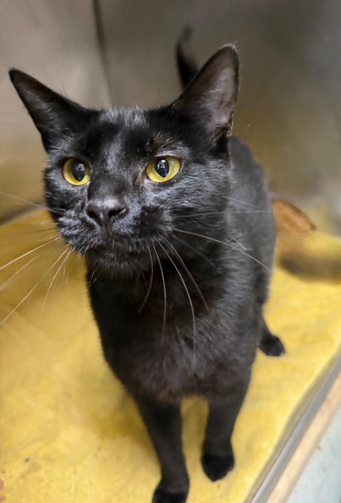 Enlarge Sabrina, a Adoptable mixed breed in Little Rock, AR image 1/1
