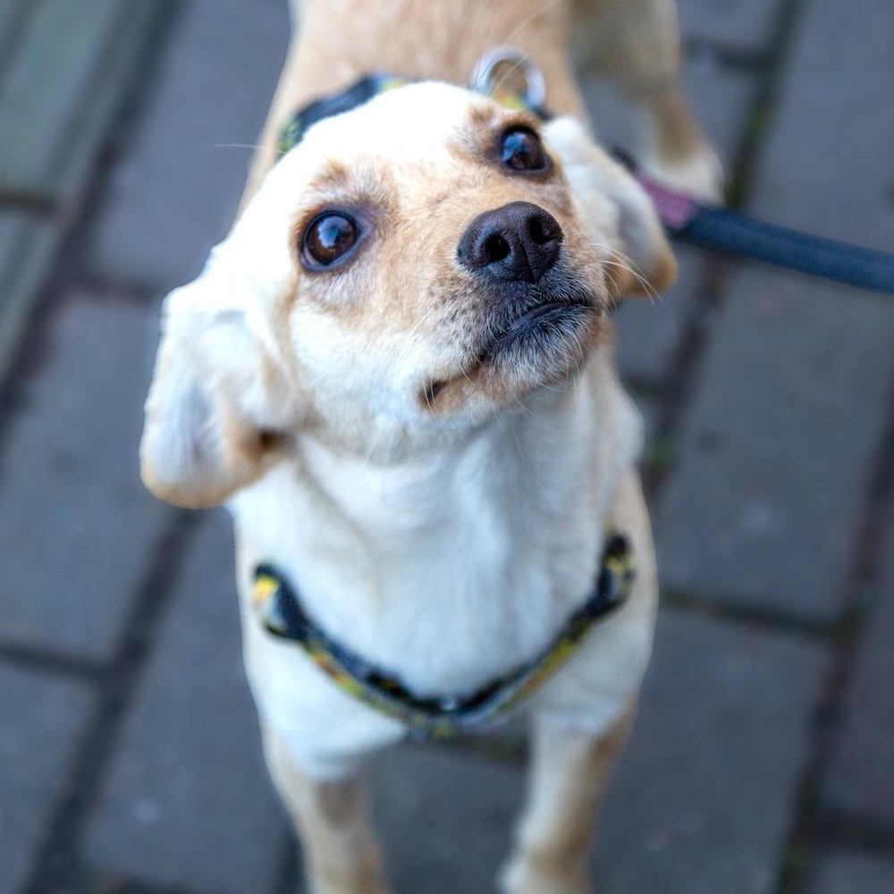 Enlarge Naya, an adopted mixed breed in Morristown, NJ image 1/6