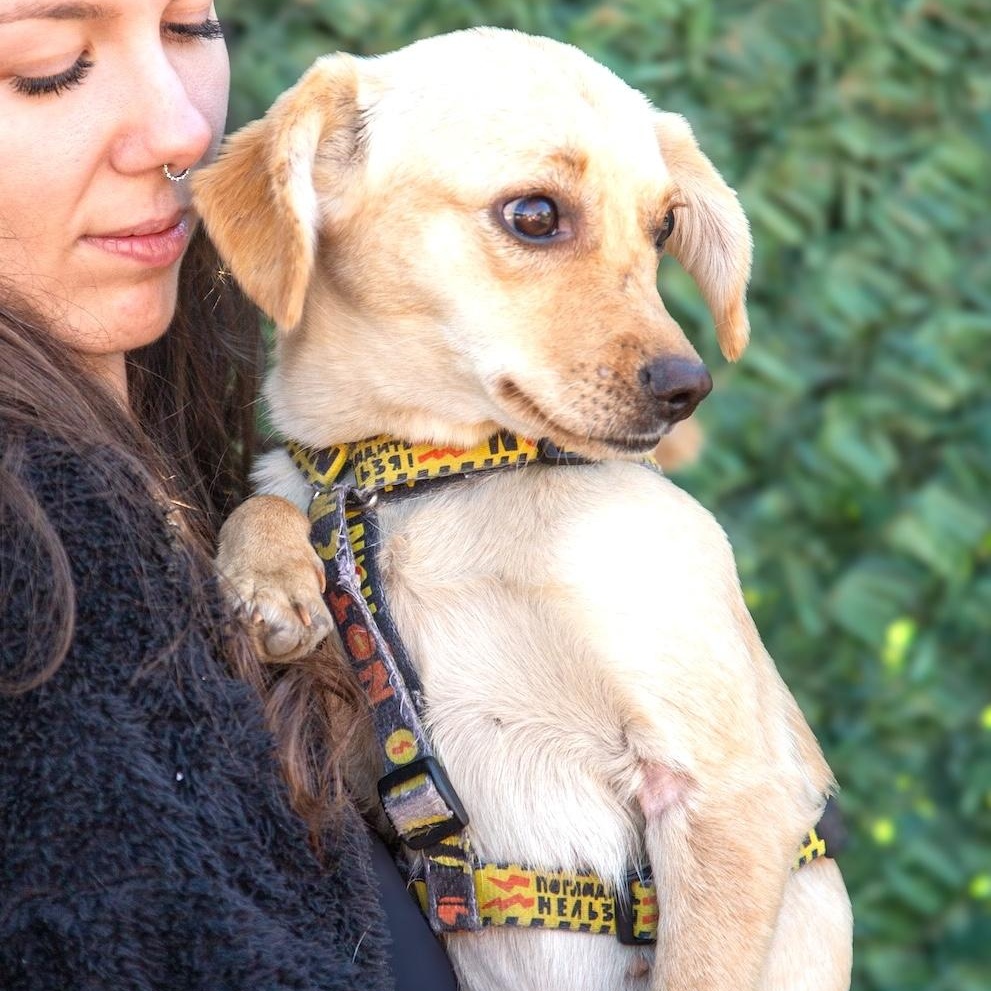 Enlarge Naya, an adopted mixed breed in Morristown, NJ image 2/6