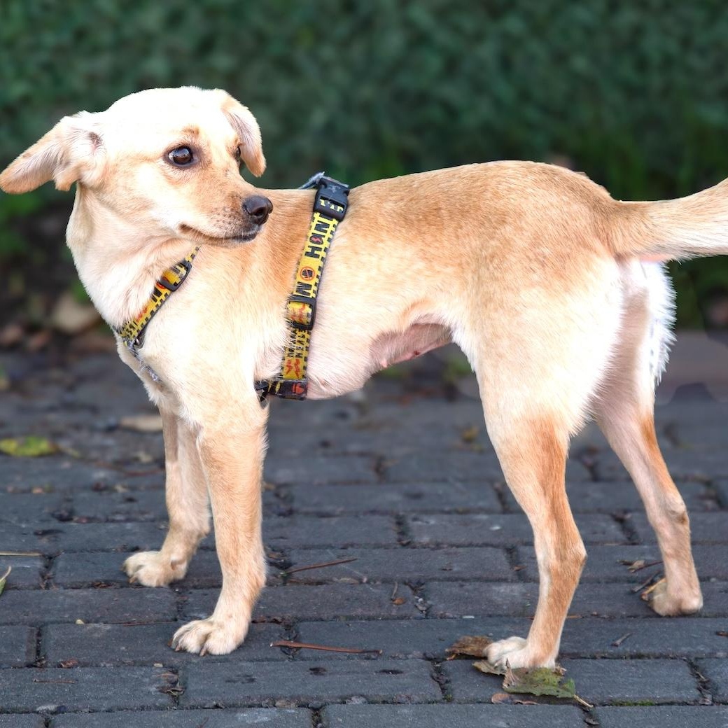 Enlarge Naya, an adopted mixed breed in Morristown, NJ image 3/6