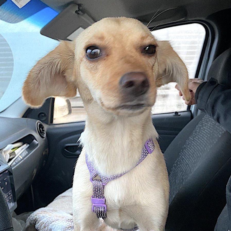 Enlarge Naya, an adopted mixed breed in Morristown, NJ image 5/6