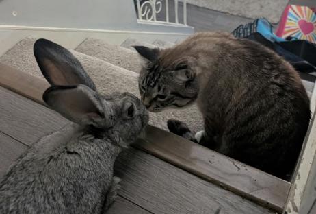 Enlarge Bugz, a Adoptable Chinchilla in Vancouver, BC image 5/5