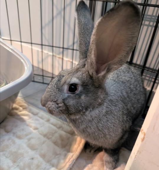 Enlarge Bugz, a Adoptable Chinchilla in Vancouver, BC image 3/5