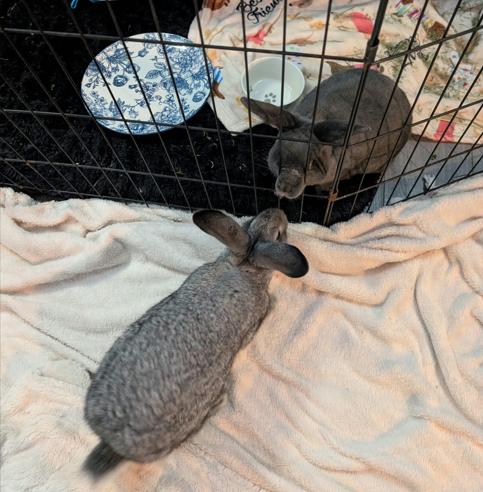 Enlarge Bugz, a Adoptable Chinchilla in Vancouver, BC image 4/5