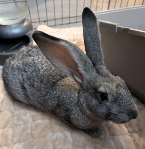 Enlarge Bugz, a Adoptable Chinchilla in Vancouver, BC image 2/5