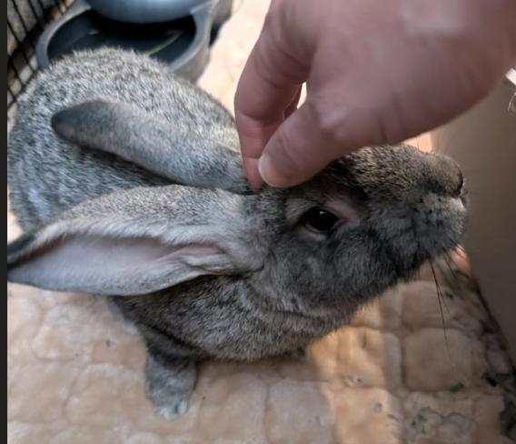 Enlarge Bugz, a Adoptable Chinchilla in Vancouver, BC image 1/5