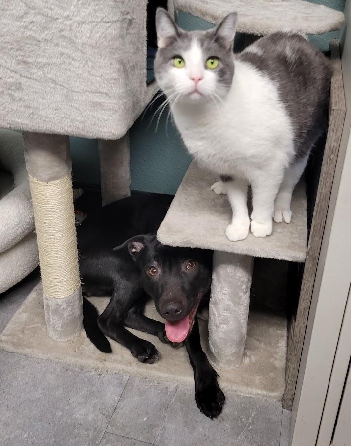 Enlarge Molly, an adopted mixed breed in Lisbon, OH image 3/4