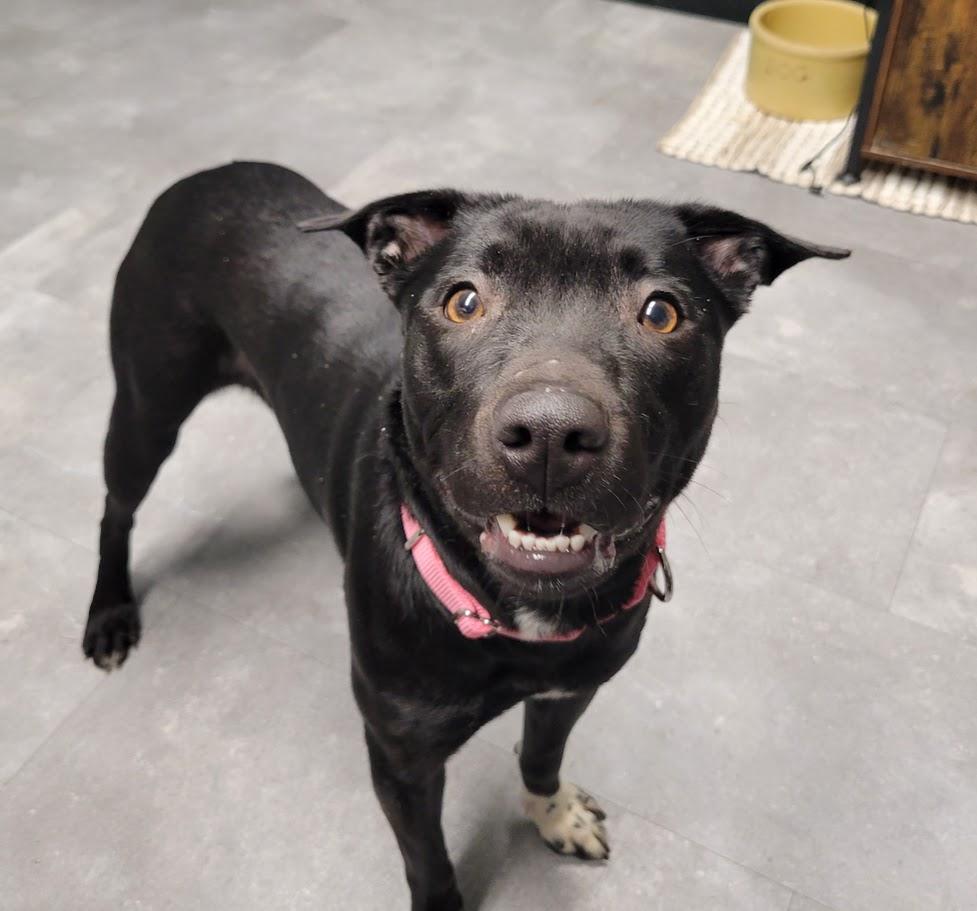 Enlarge Molly, an adopted mixed breed in Lisbon, OH image 2/4