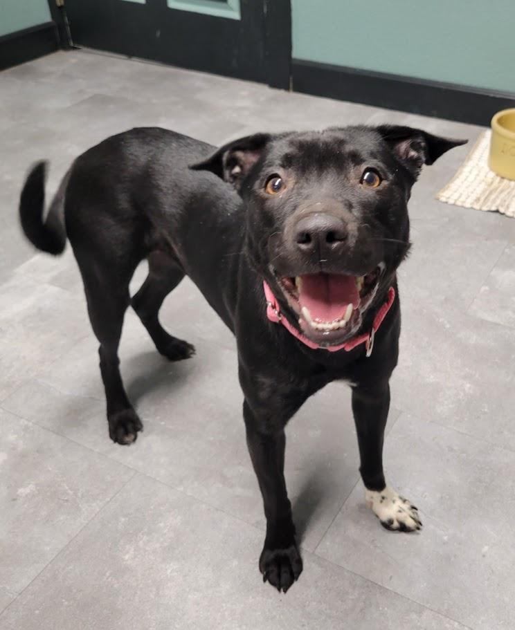 Enlarge Molly, an adopted mixed breed in Lisbon, OH image 1/4