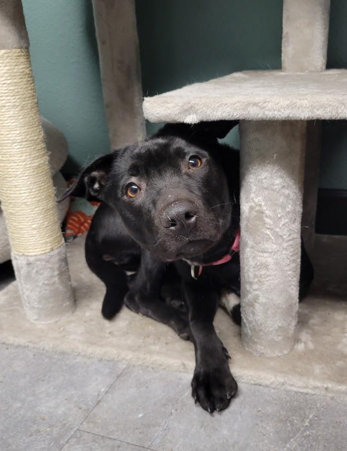 Enlarge Molly, an adopted mixed breed in Lisbon, OH image 4/4