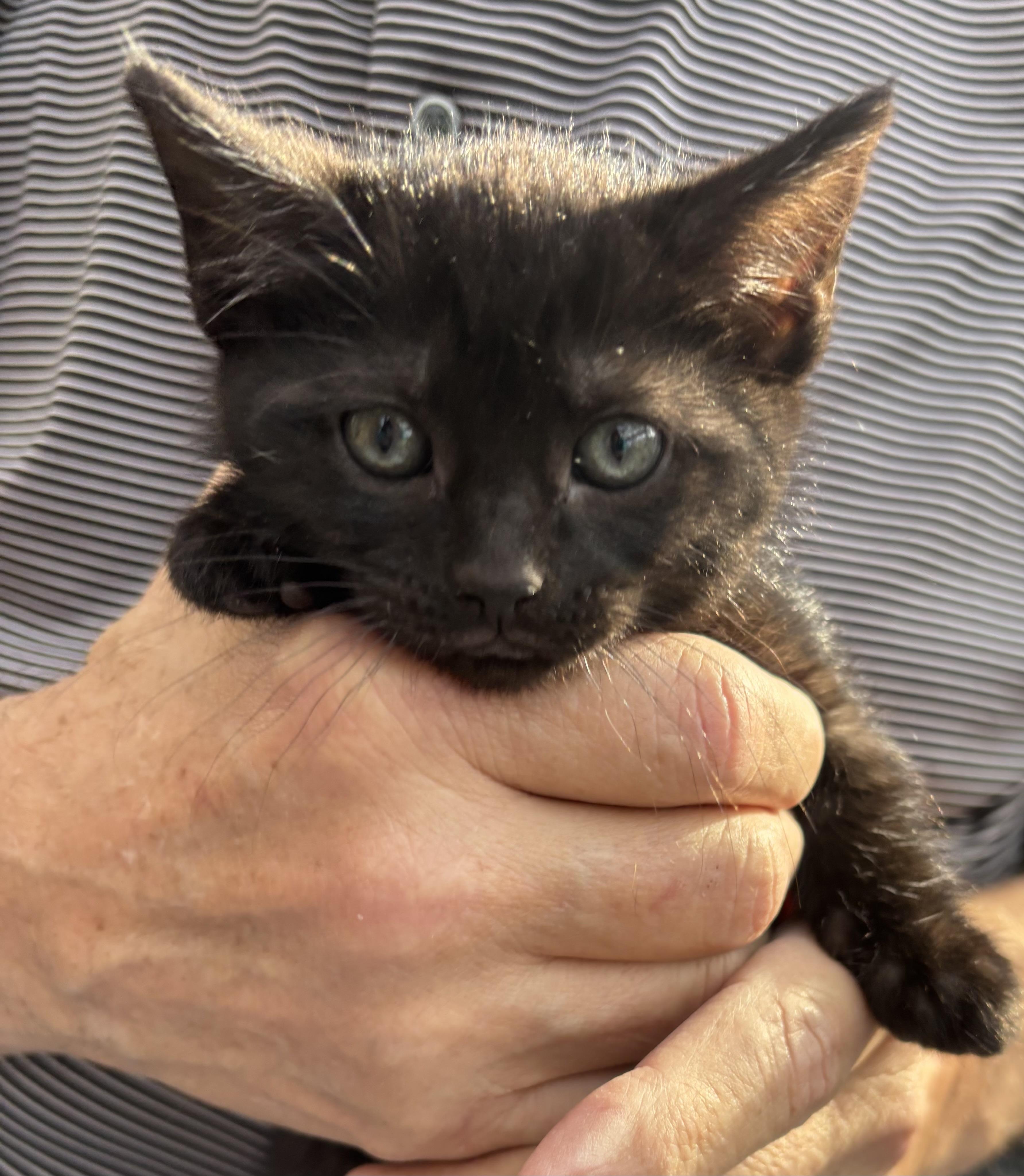 Olive, a Adopted Domestic Short Hair in Valparaiso, IN image 1/2