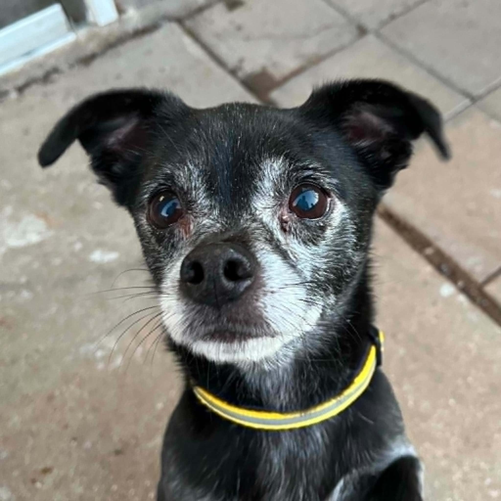 Enlarge Jack- Bonded to Harley, a Adoptable Chihuahua in Hartland, WI image 1/6