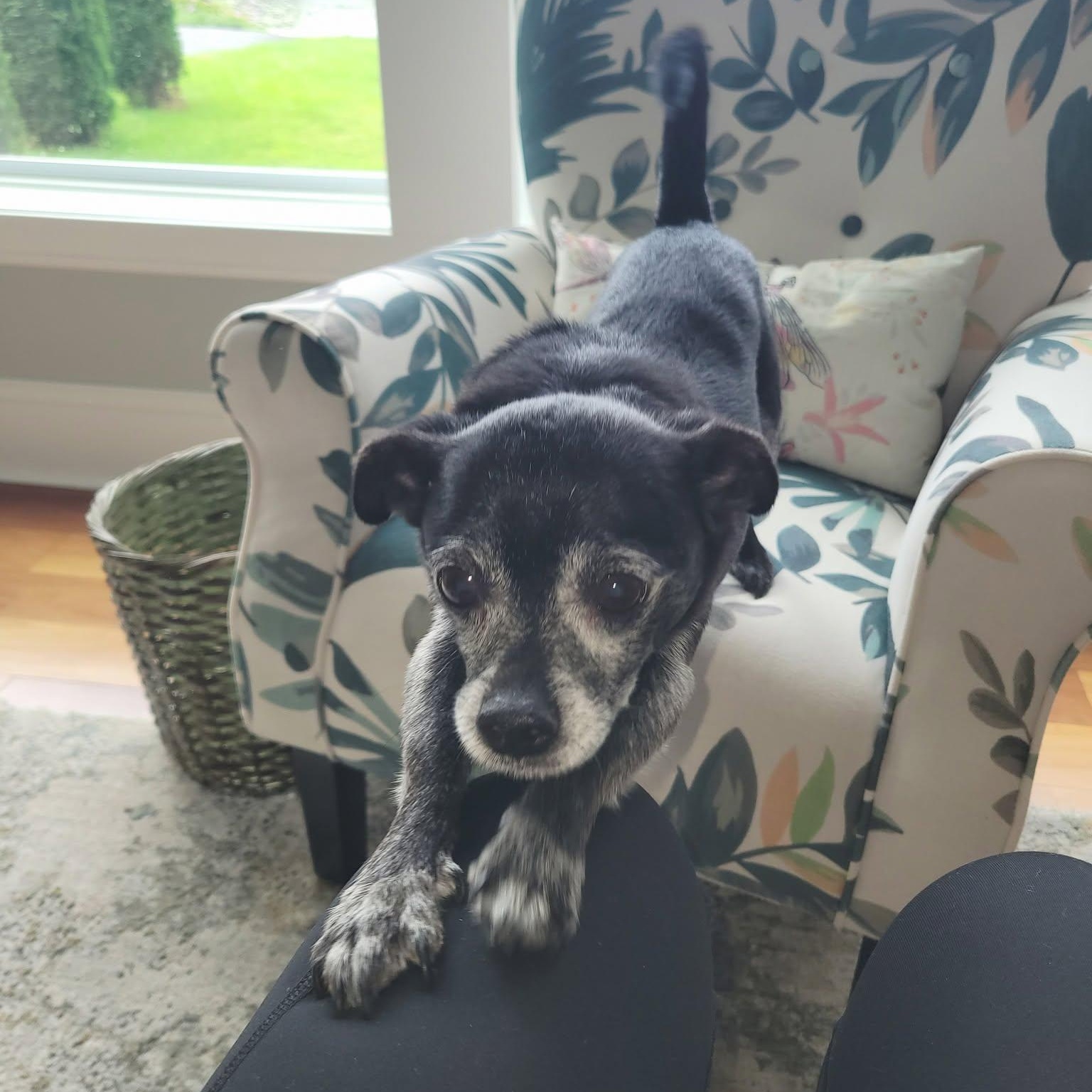 Enlarge Jack- Bonded to Harley, a Adoptable Chihuahua in Hartland, WI image 4/6