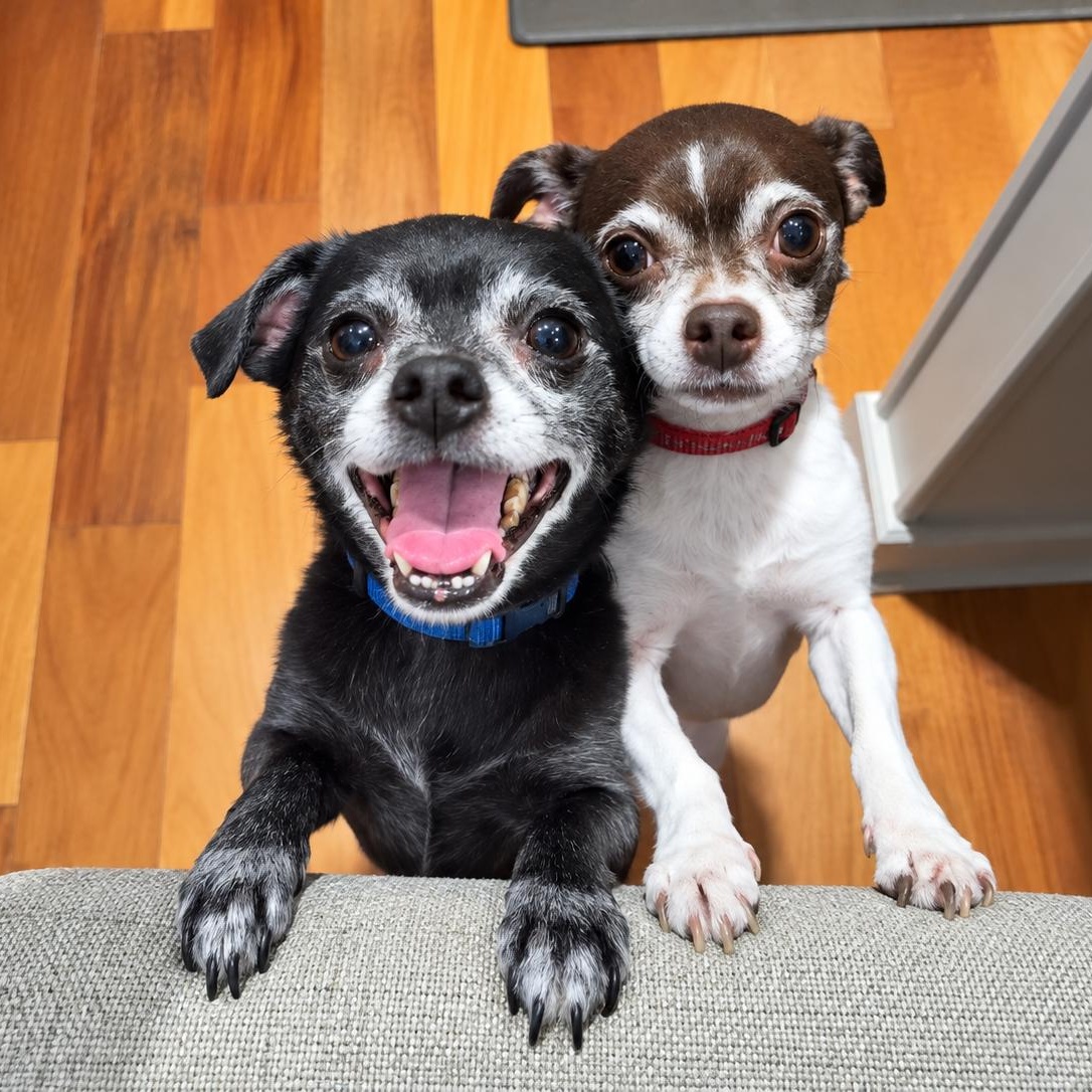 Enlarge Jack- Bonded to Harley, a Adoptable Chihuahua in Hartland, WI image 2/6